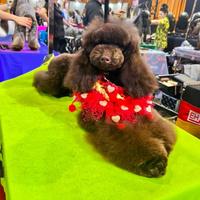 Barbone nano cioccolato