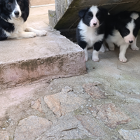 Cucciolata di border collie