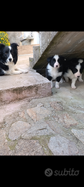 Cucciolata di border collie