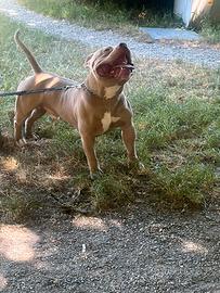 American bully