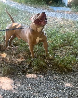American bully