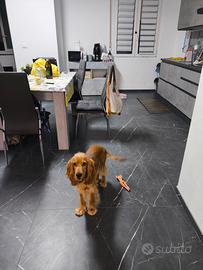 Cocker Spaniel inglese