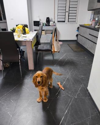 Cocker Spaniel inglese