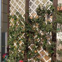 Grigliati in legno da giardino