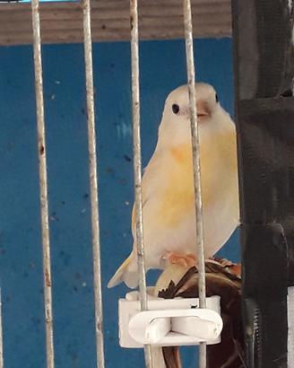 F1 femmina lutina,di Cardinalino x Lucherina