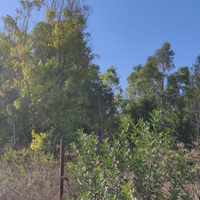 2Terreni con Boschetto Separati nel Sinis