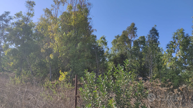 2Terreni con Boschetto Separati nel Sinis