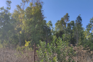 2Terreni con Boschetto Separati nel Sinis