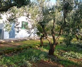 Terreno agricolo - Mesagne