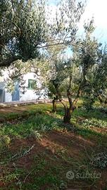 Terreno agricolo - Mesagne