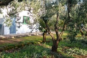 Terreno agricolo - Mesagne