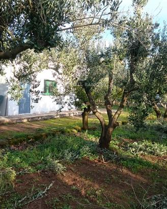 Terreno agricolo - Mesagne