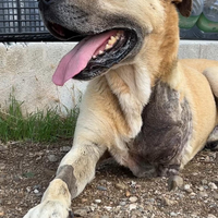 Pitbull tripode in adozione