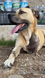 Pitbull tripode in adozione