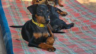 Cuccioli pinscher nano