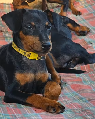 Cuccioli pinscher nano