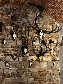 Corna e palchi da caccia vintage- decorazioni