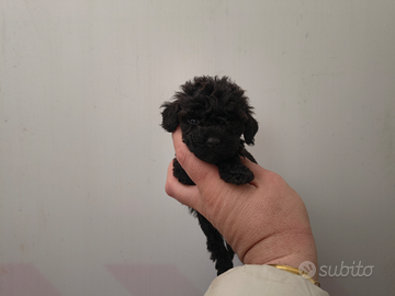 Barboncino toy Total black maschio e femmina