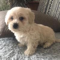 Maltipoo toy