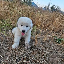 Ultimi cuccioli maremmano abruzzese