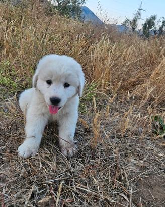 Ultimi cuccioli maremmano abruzzese
