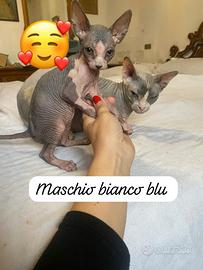 Cuccioli di gatto Sphynx
