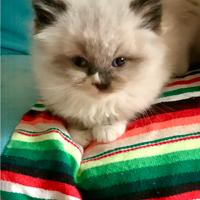 Cuccioli ragdoll