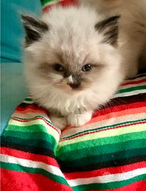 Cuccioli ragdoll