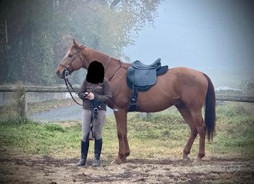 PSI - purosangue Inglese del 2013 - 170 cm