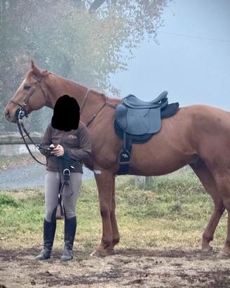 PSI - purosangue Inglese del 2013 - 170 cm