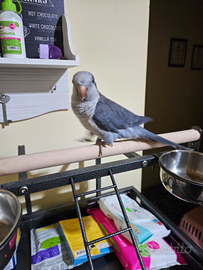 Parrochetto monaco con gabbia