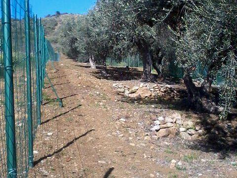 Terreno uliveto - Vista 5