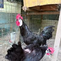 Spagnoli faccia bianca