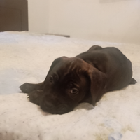 Cane dogo presa canarie