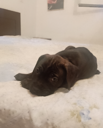 Cane dogo presa canarie