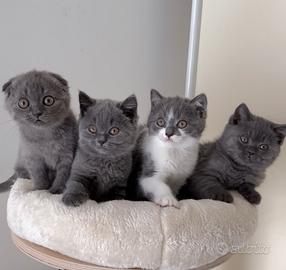 Scottish fold e straight