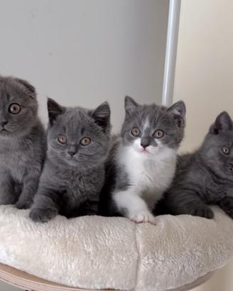 Scottish fold e straight