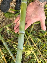Canne di bambu