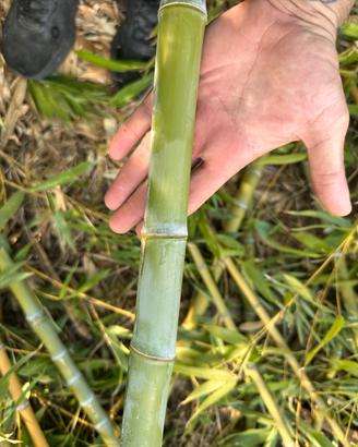 Canne di bambu