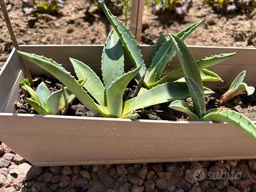 Agave Americana