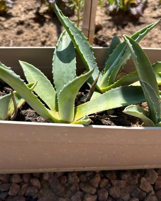 Agave Americana