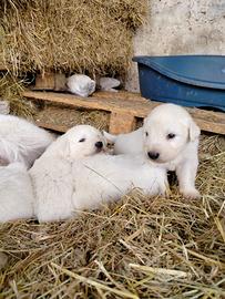 Cuccioli pastore maremmano montagna dei pirenei