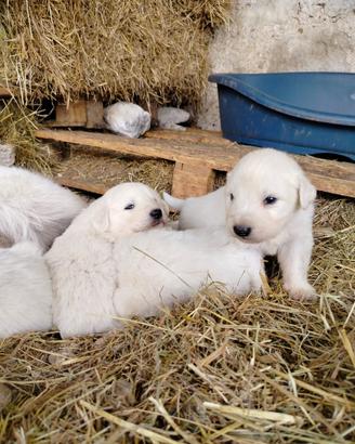 Cuccioli pastore maremmano montagna dei pirenei