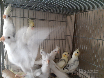 Varie calopsiti anellate