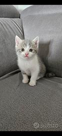 Gattini