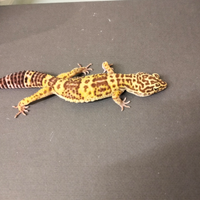 Geco leopardino tremper e fat tail