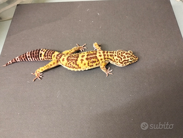 Geco leopardino tremper e fat tail