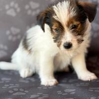 Jack Russell broken