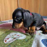 Cuccioli di bassotto