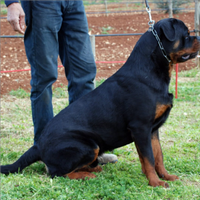 Rottweiler